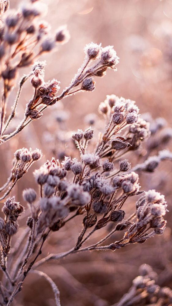 Winter iPhone wallpaper aesthetic, frosty flowers in a frozen field