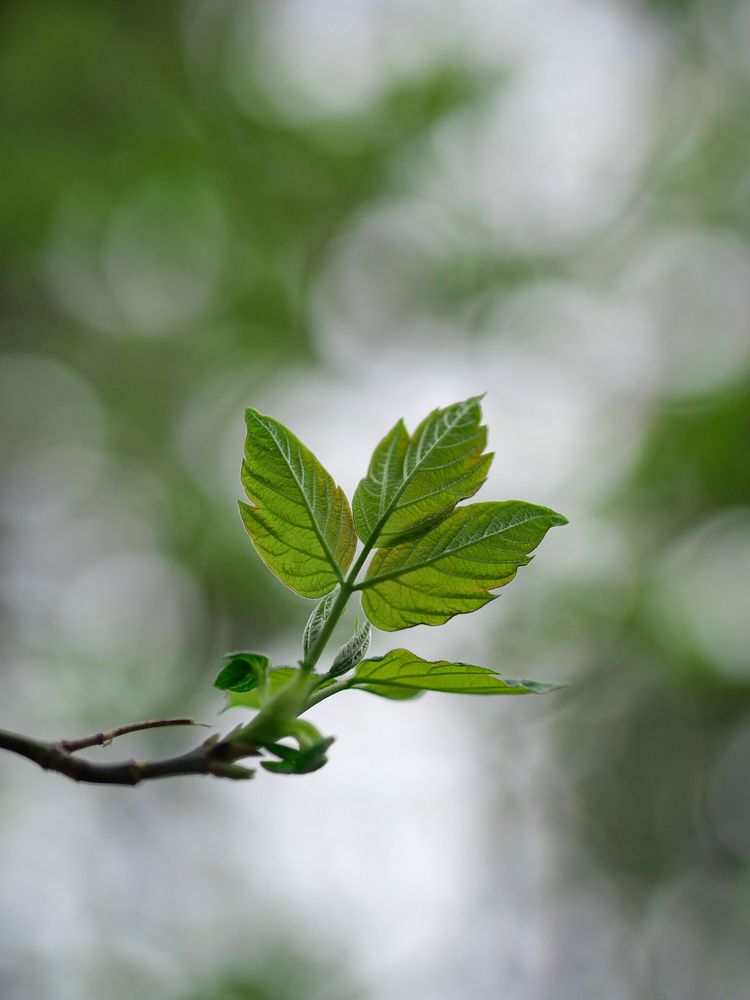Closeup of tree leaves on a branch