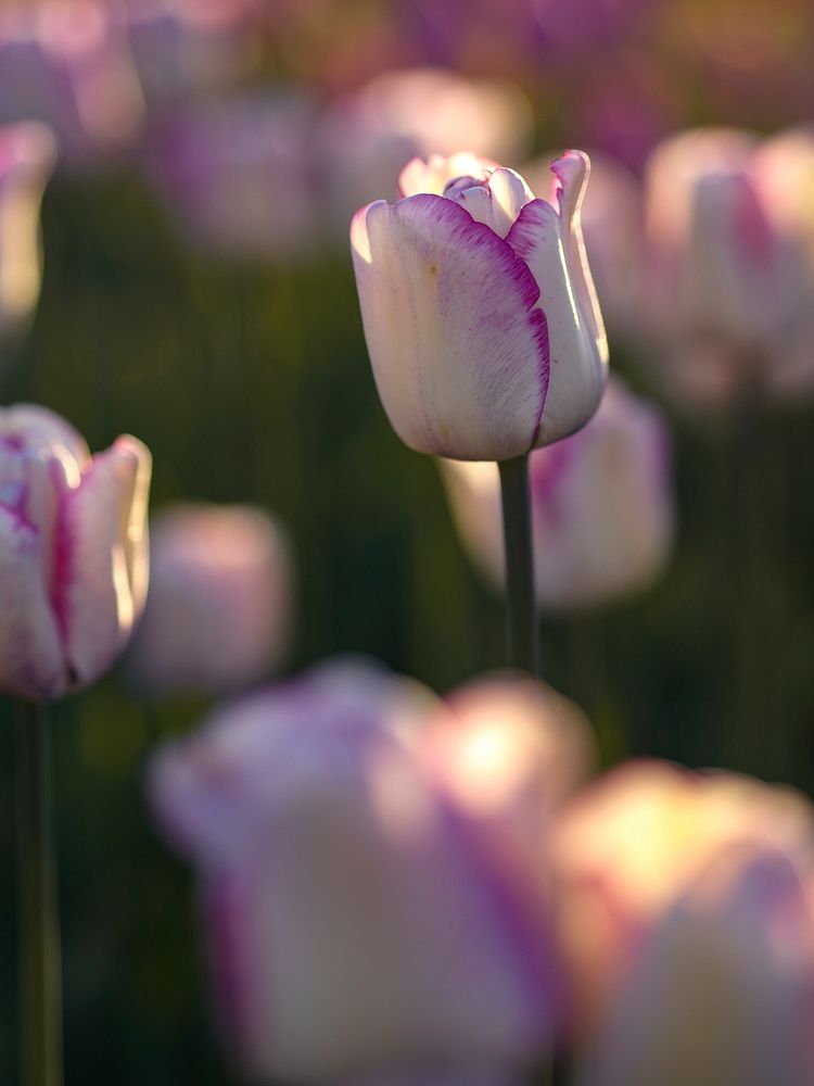 Pink and white tulips with sunlight