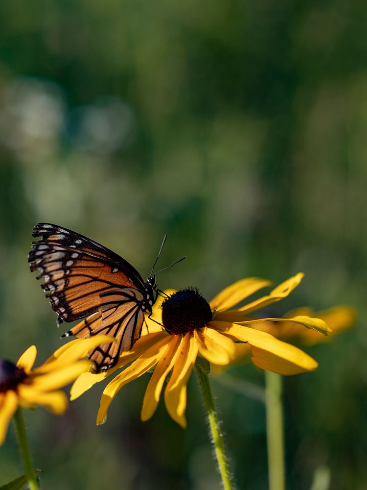 Monarch butterfly on a yellow daisy