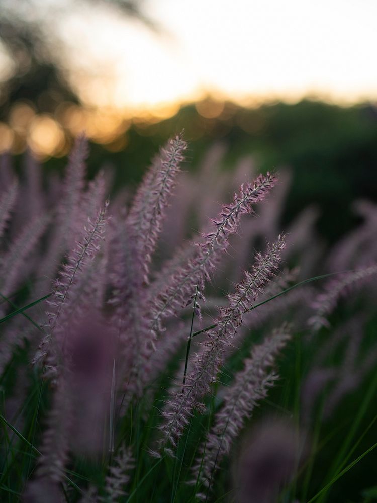 Closeup of pink ornamental grasses at dawn