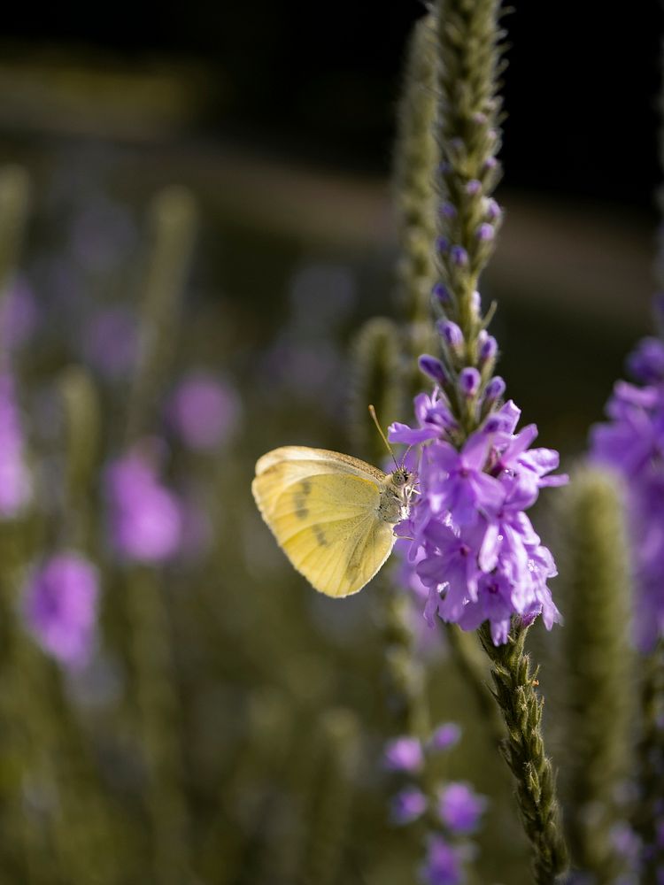 Yellow butterfly on a purple flower