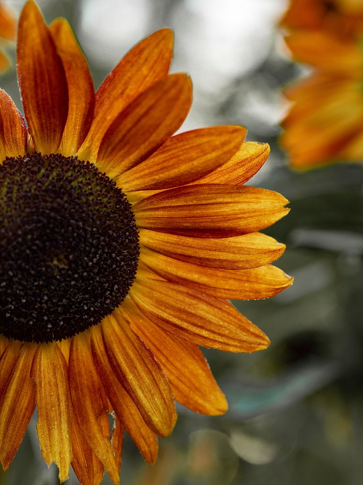 Close up of a blooming sunflower