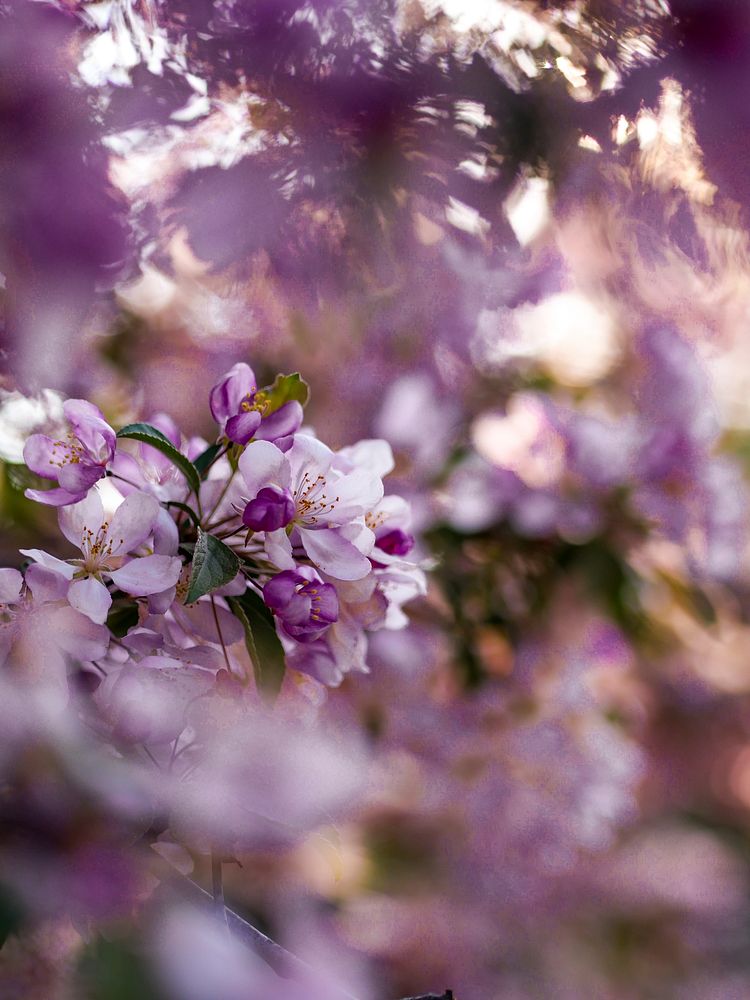Closeup of purple flowers on the tree