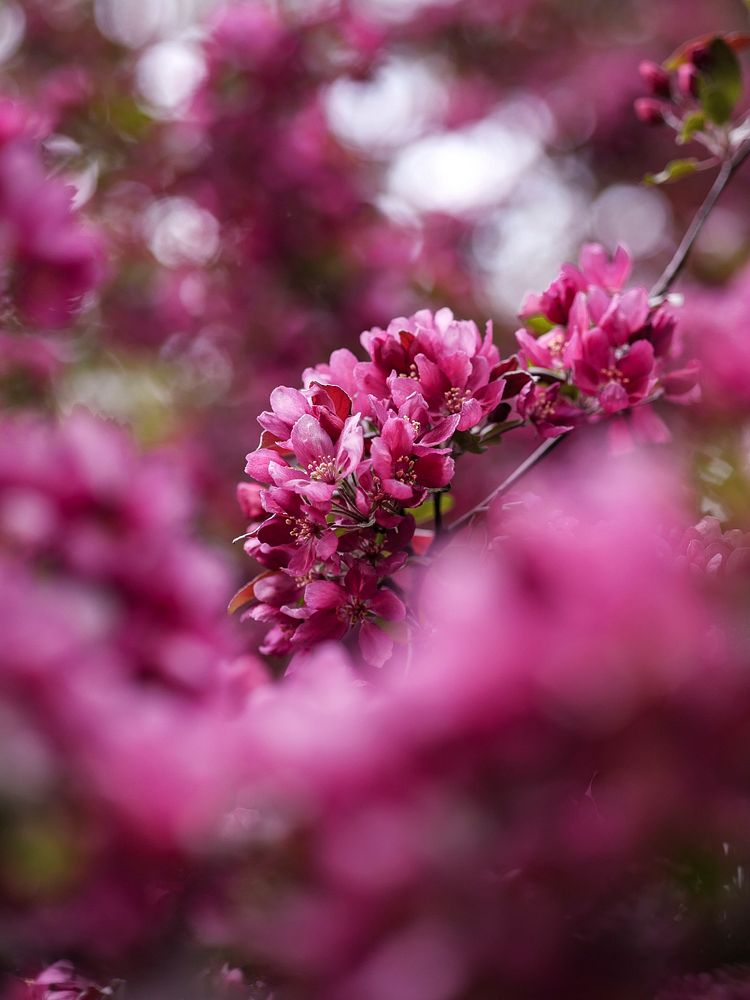 Closeup of pink flowers on the branch