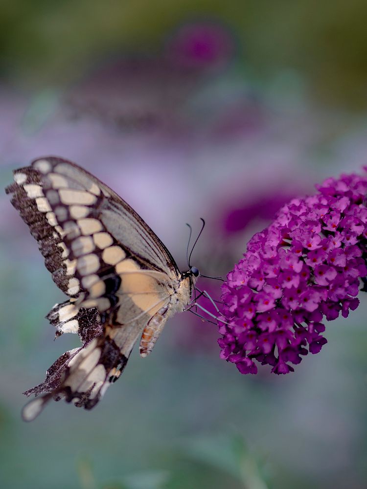 Closeup of swallowtail butterfly and butterfly bush flower
