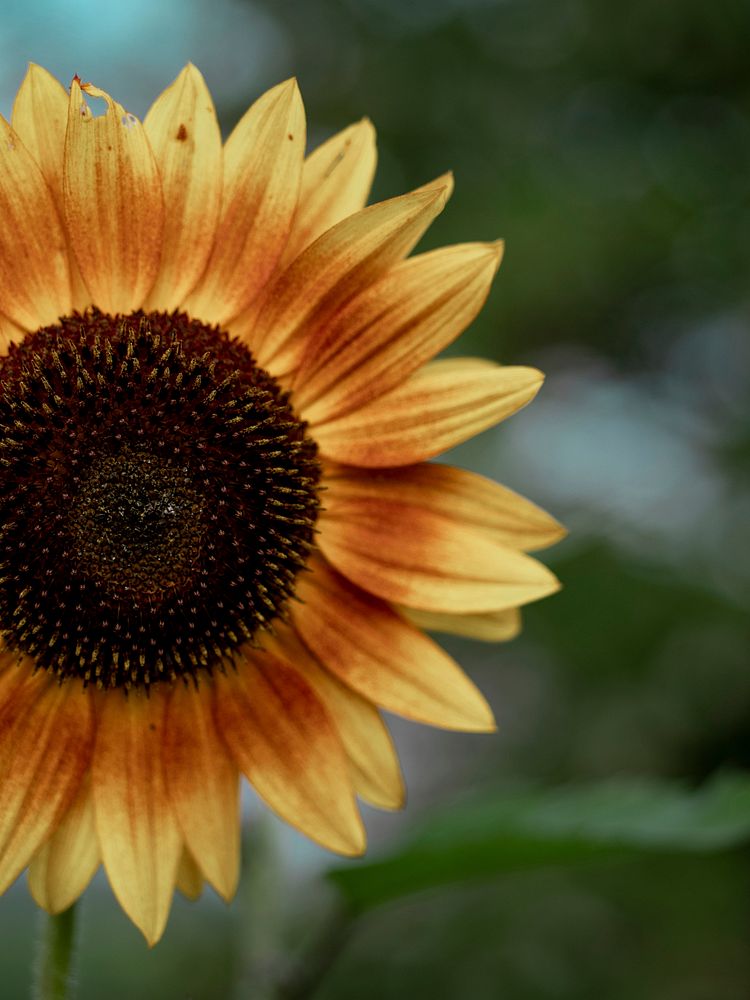 Closeup of a sunflower in nature