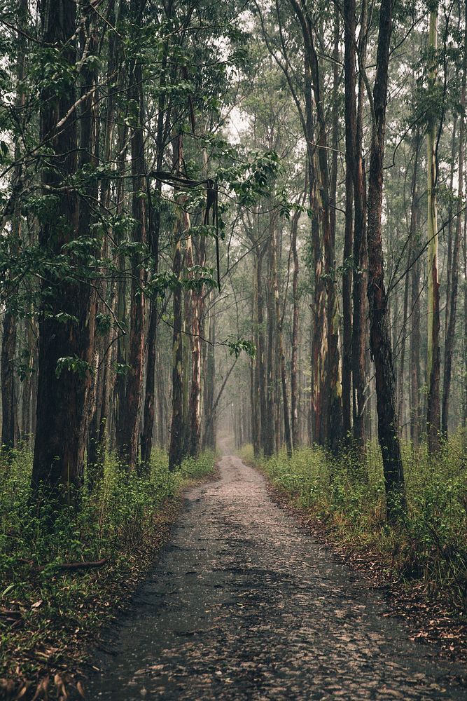 Free forest path image, public domain nature CC0 photo.