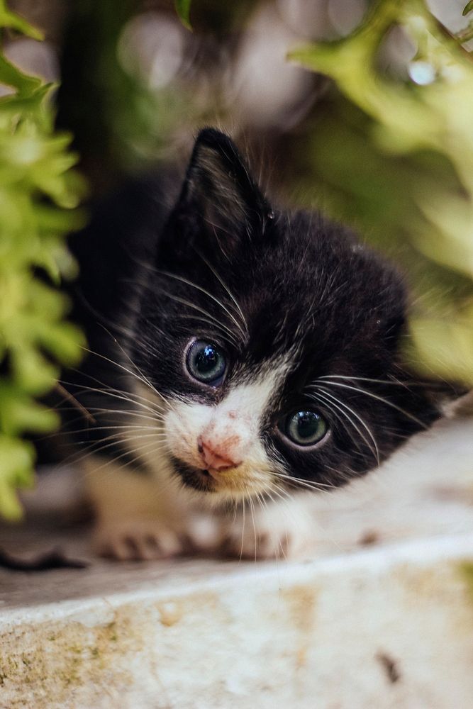 Free cute black kitten image, public domain CC0 photo.
