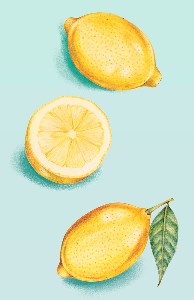 Hand drawn fresh yellow lemons illustration