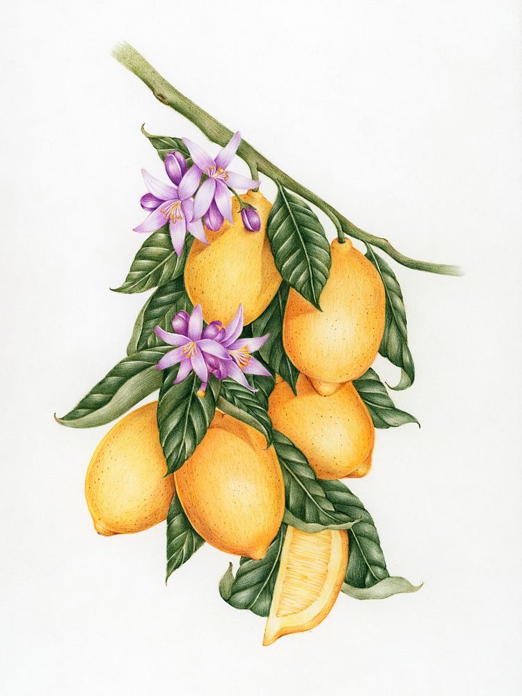 Illustration drawing style of lemon