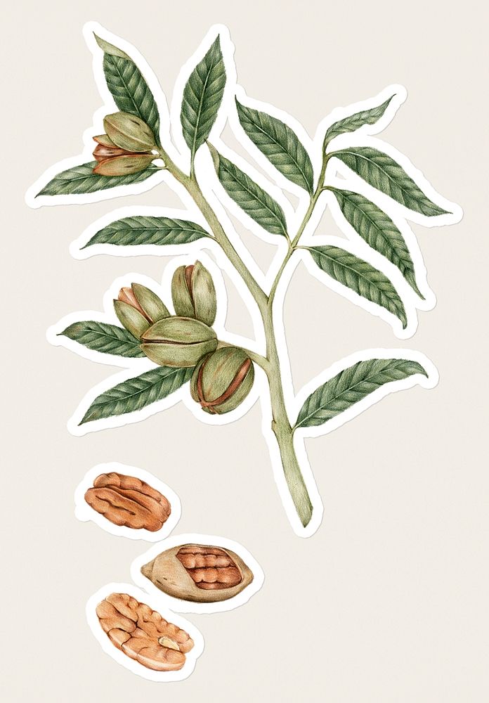 Hand drawn pecan sticker with a white border