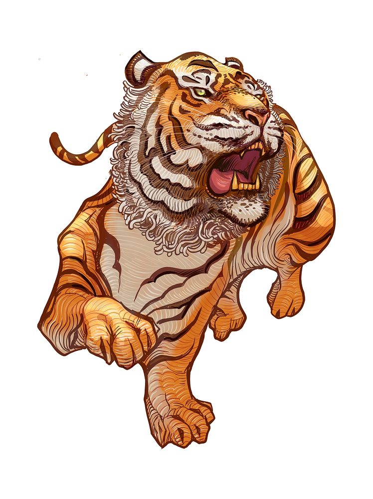 Roaring Japanese tiger hand-drawn illustration