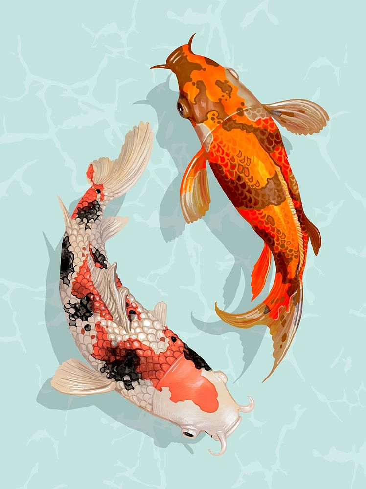 Two Japanese Koi fish swimming