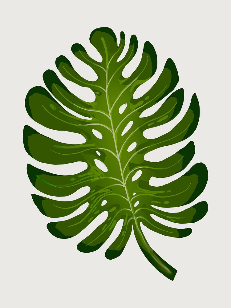Tropical split leaf philodendron illustration