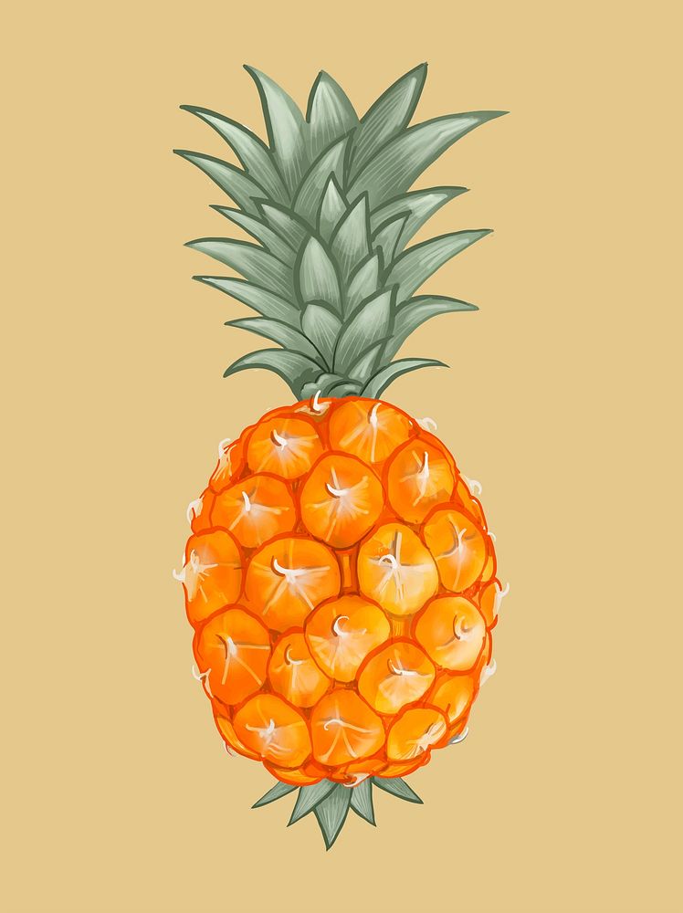 Whole fresh tropical pineapple illustration