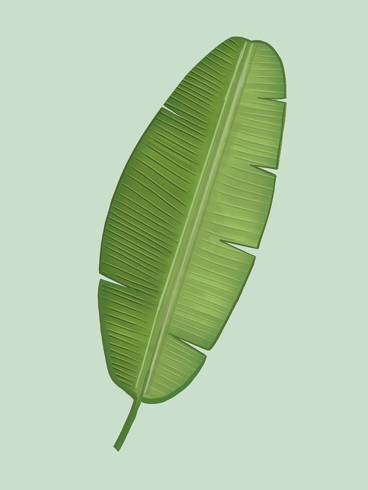 Tropical green banana leaf illustration