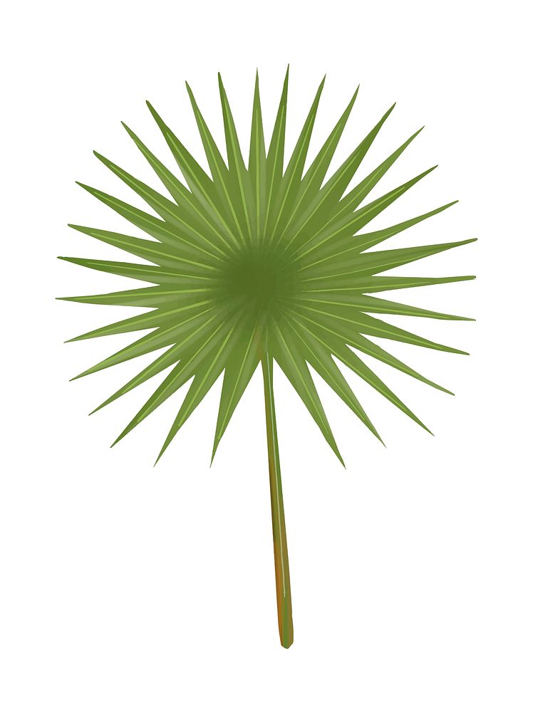 Tropical green fan palm leaf