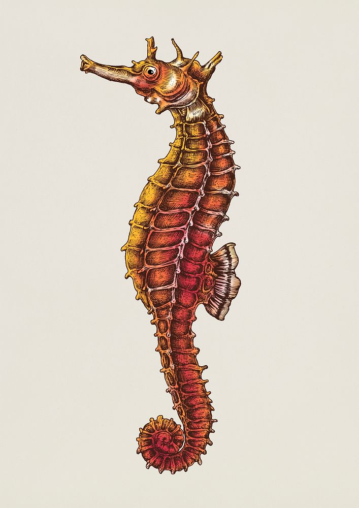 Hand drawn seahorse isolated