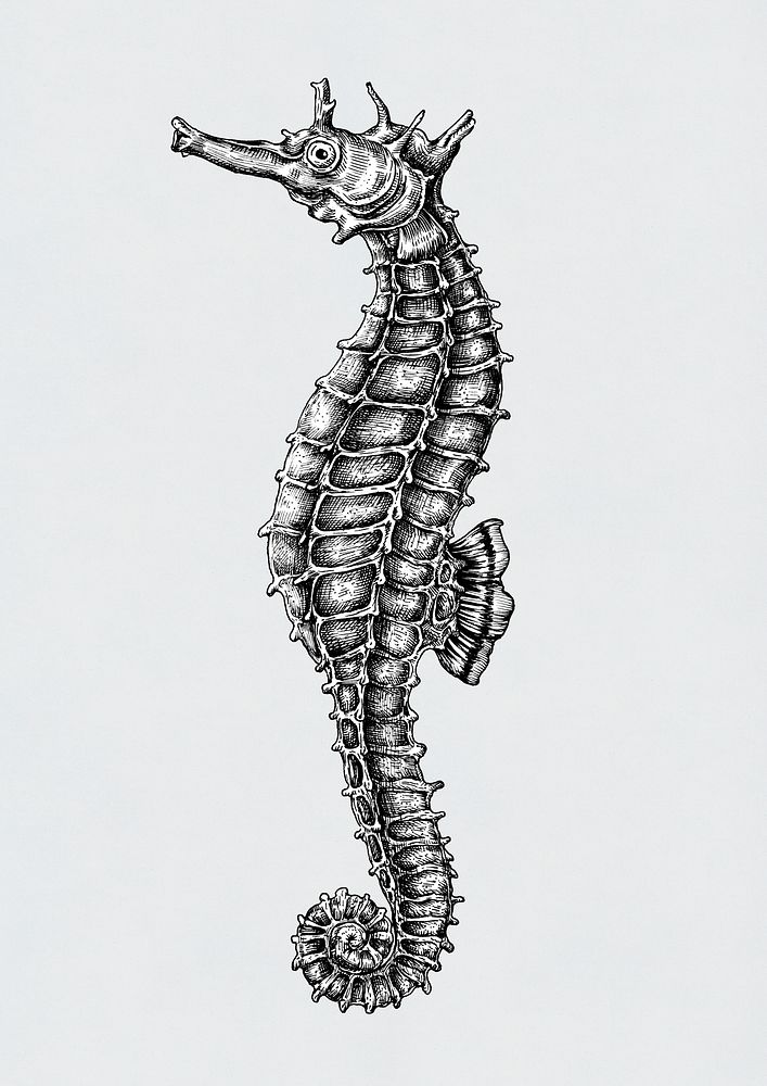 Hand drawn seahorse isolated