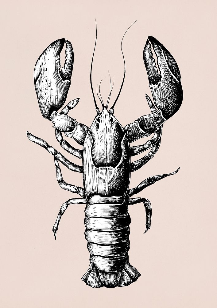 Hand drawn lobster isolated