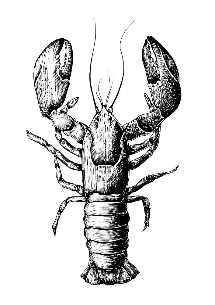 Hand drawn lobster isolated | Free Photo Illustration - rawpixel