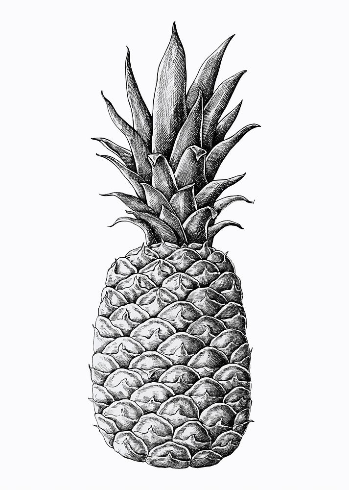 Hand drawn fresh pineapple vector