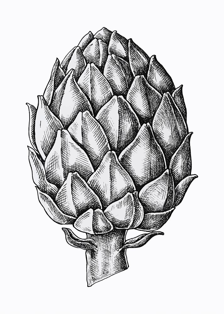 Hand drawn fresh artichoke vector