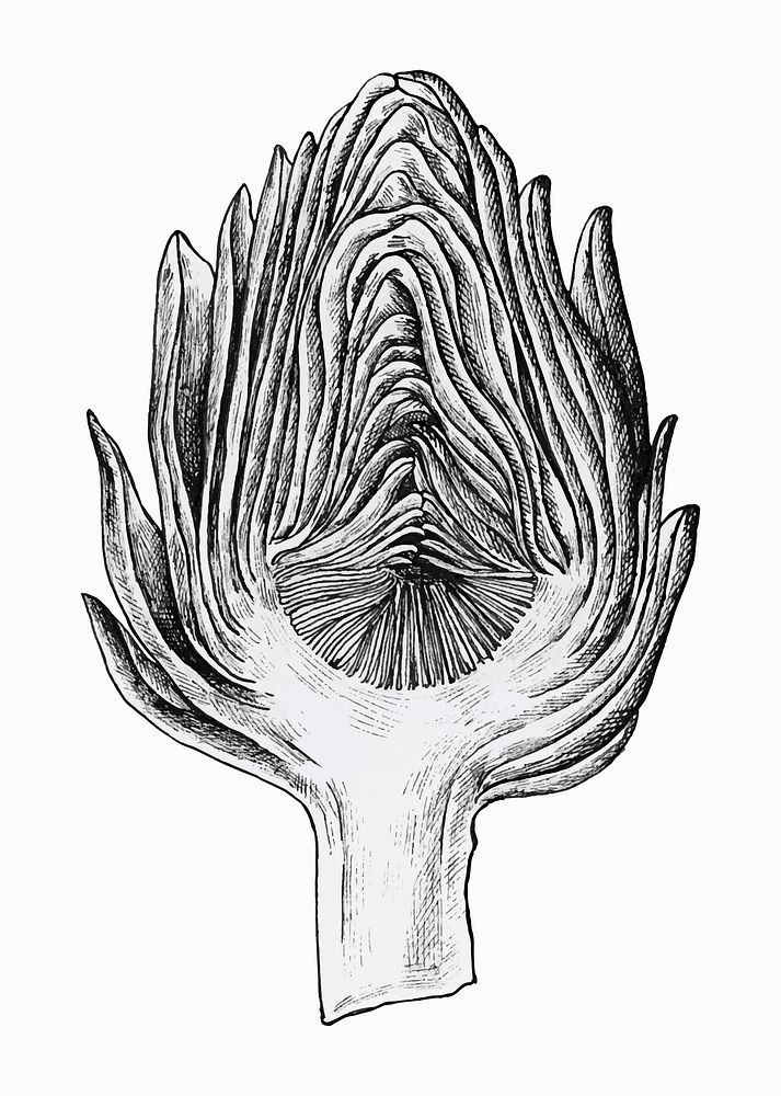Hand drawn half cut artichoke vector