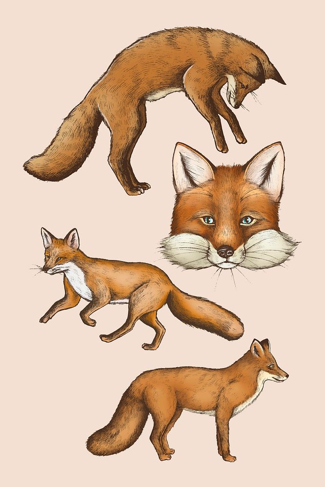 Vintage furry brown fox drawing collection vector