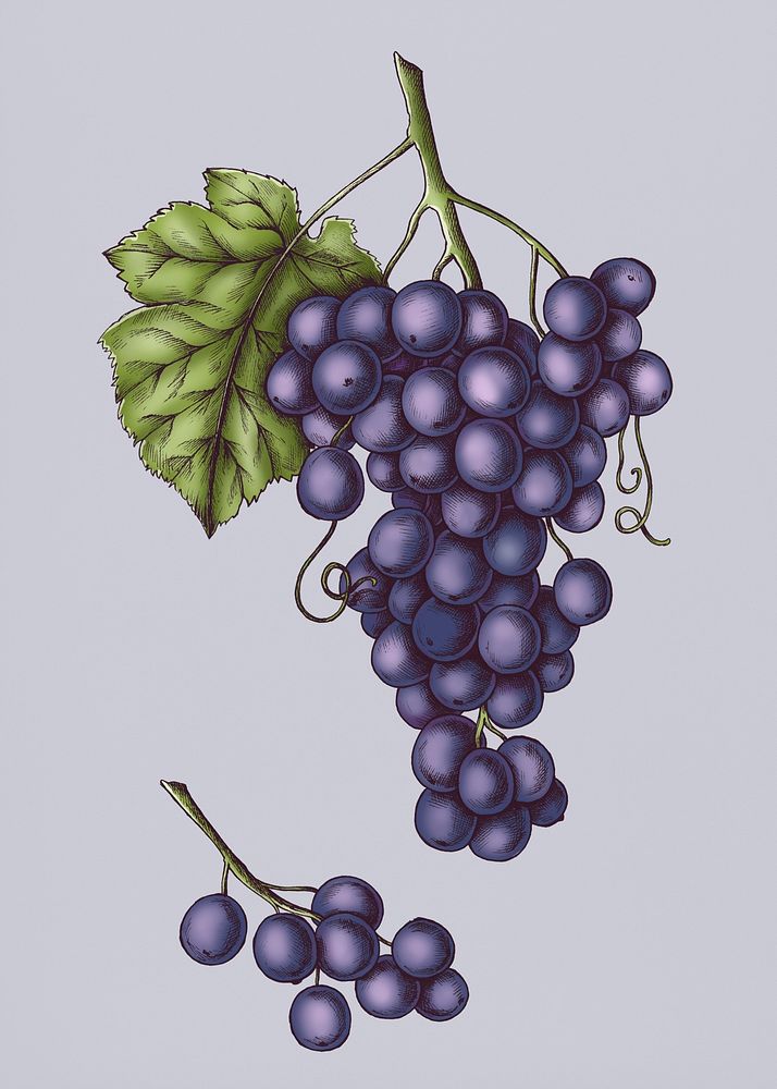 Fresh juicy organic purple grapes