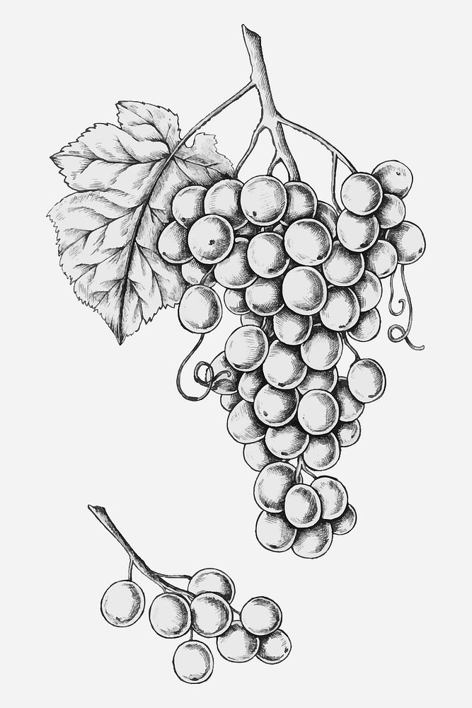 Hand drawn fresh grapes vector