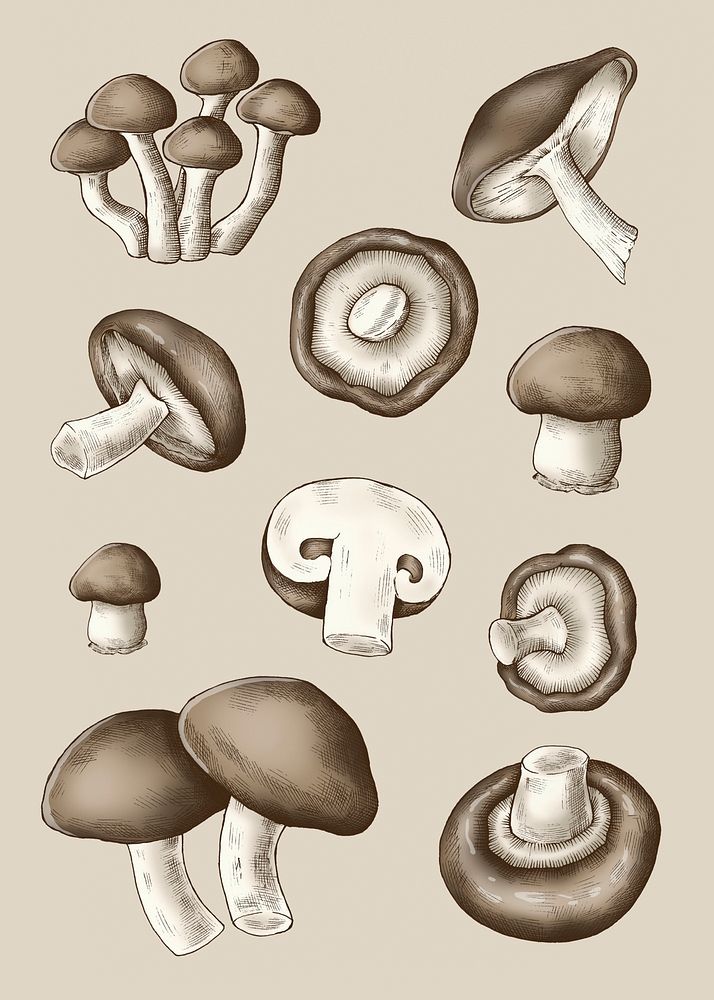 Fresh organic mushroom collection on a beige background