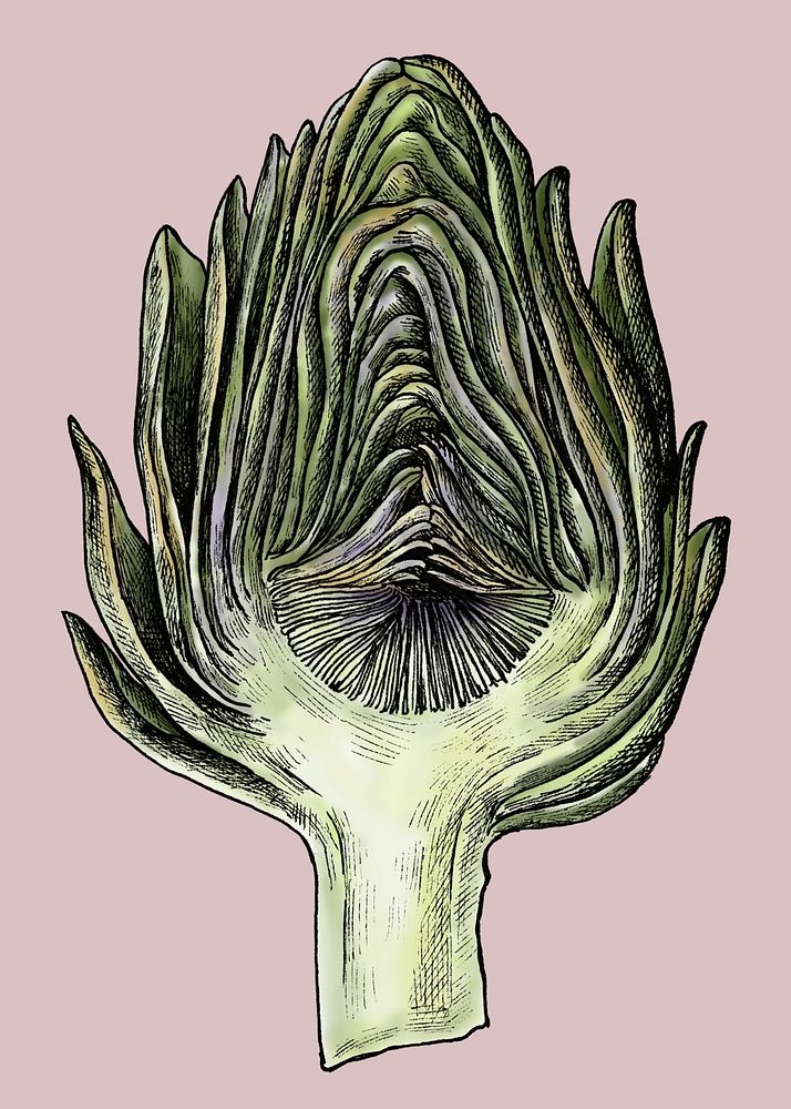 Freshly cute organic artichoke illustration