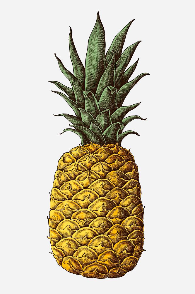 Fresh prickly pineapple drawing illustration
