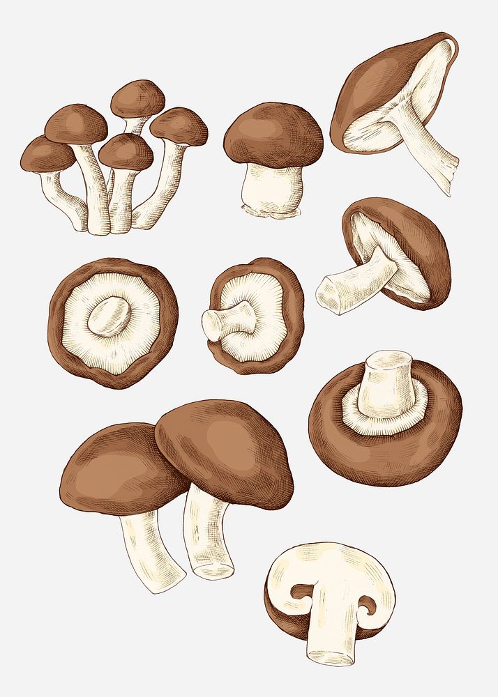 Fresh organic mushroom collection illustration