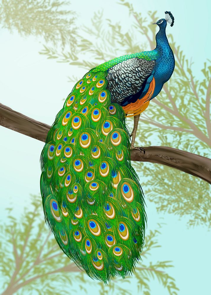 Peacock on a branch illustration