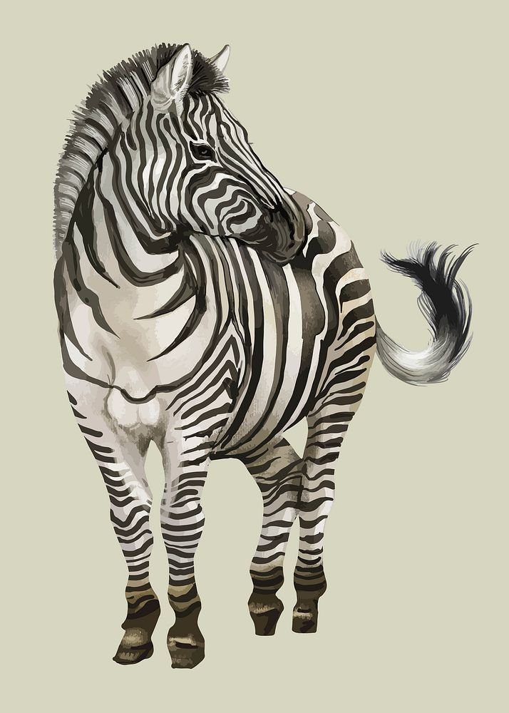 Wild exotic zebra isolated vector
