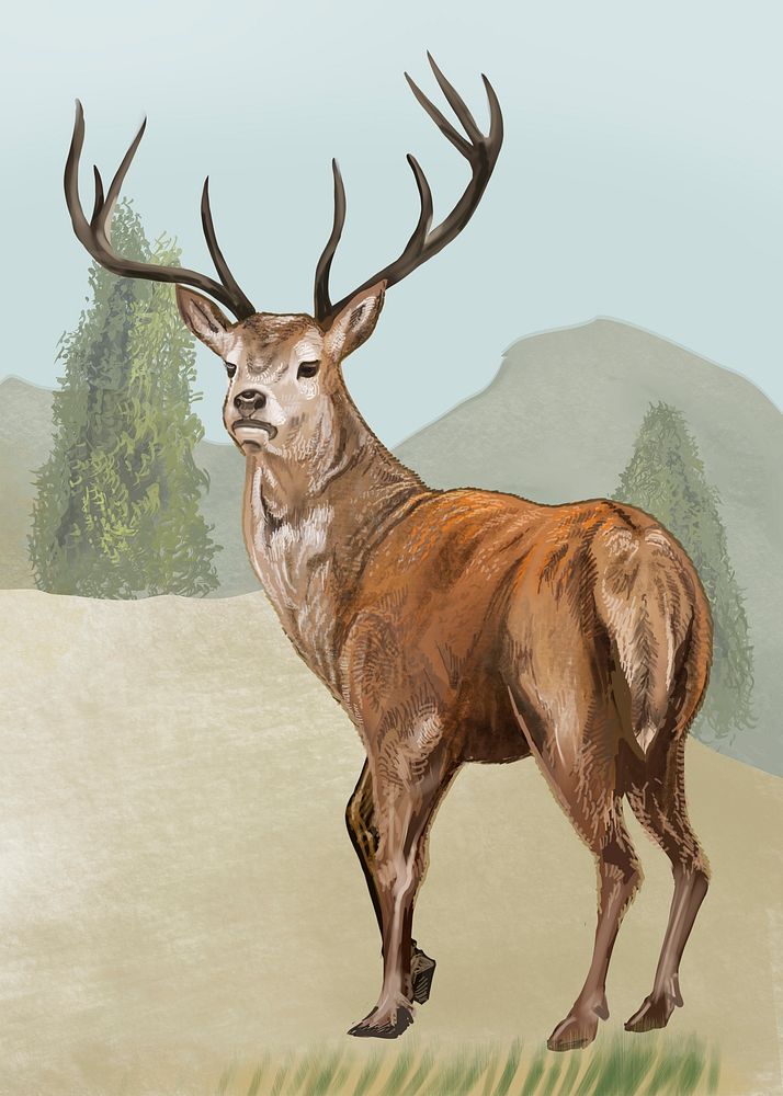 Deer in the forest illustration