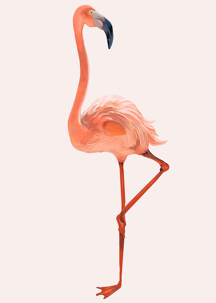 Pink flamingo standing on leg illustration