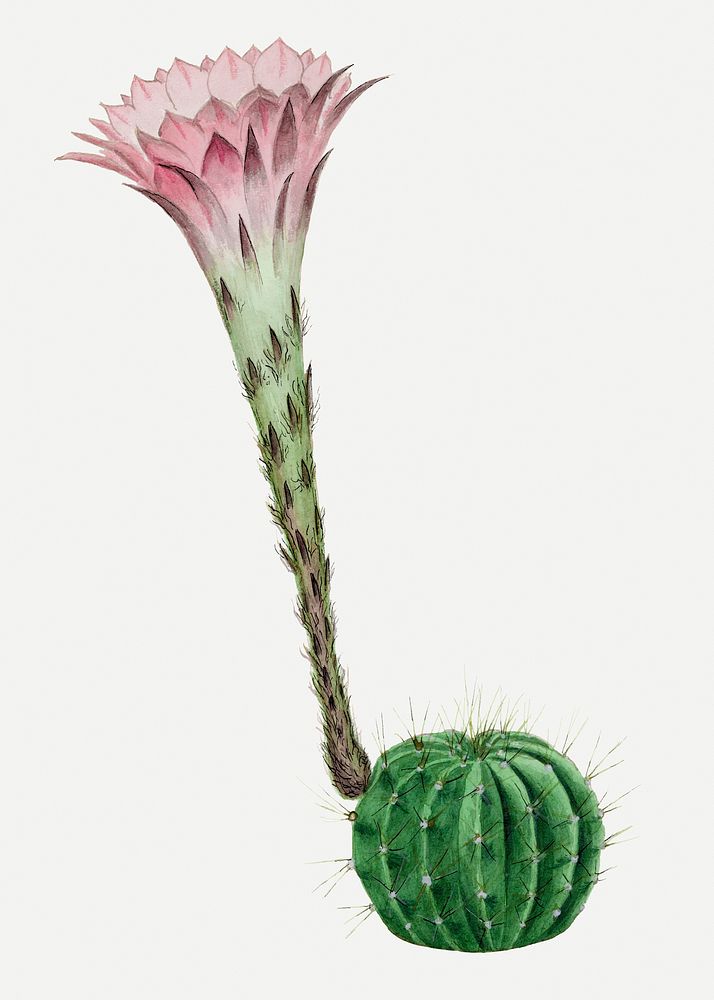 Cactus illustration, aesthetic floral illustration psd