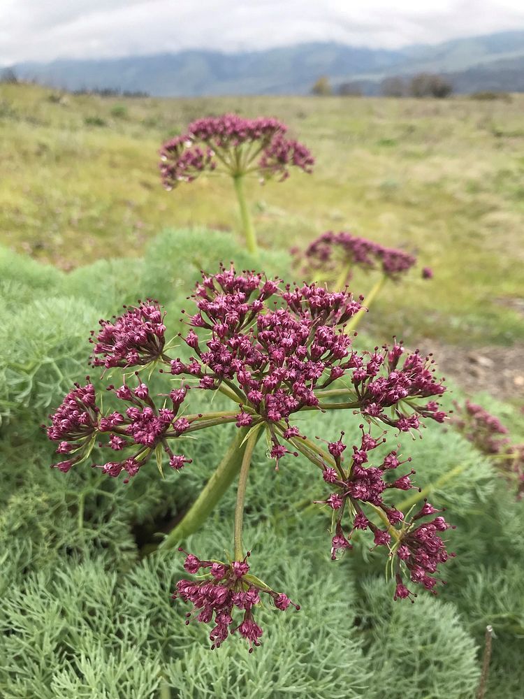 Columbia Gorge Desert Parsley is one of the first plants to bloom east of the Cascades each spring. The taproot was a…