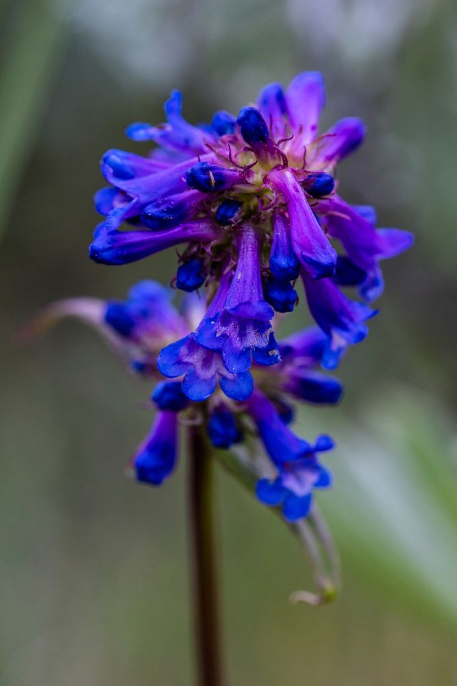 Littleflower Penstemon - Penstemon procerus by Jacob W. Frank. Original public domain image from Flickr