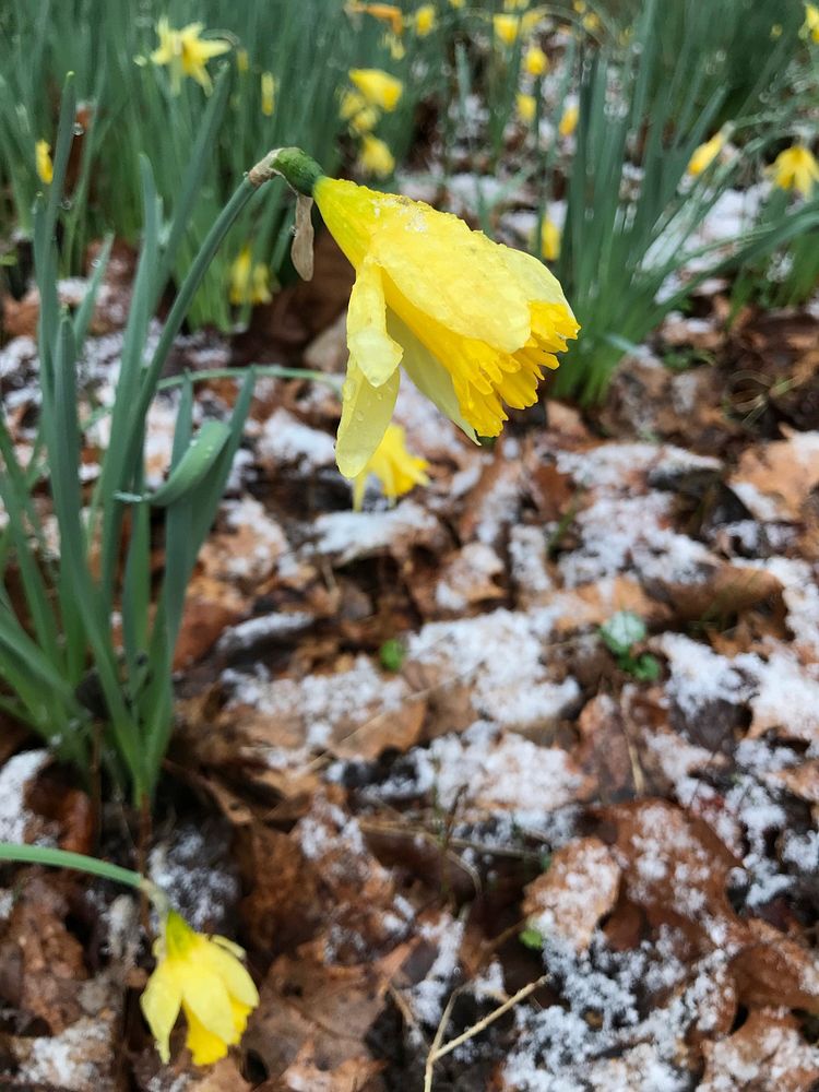 Snowy daffodils March 2018, Andrea Walton.