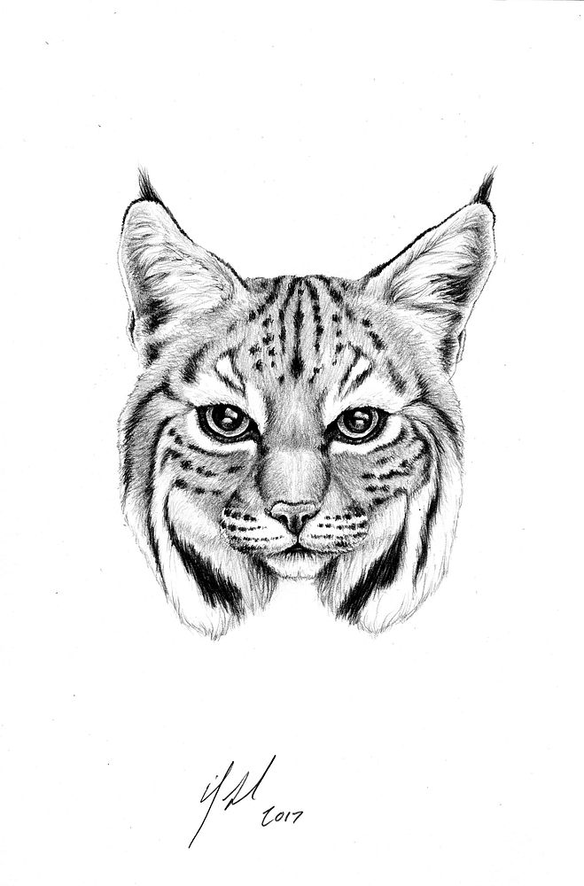 Bobcat pencil drawing sketch style. Original public domain image from Flickr