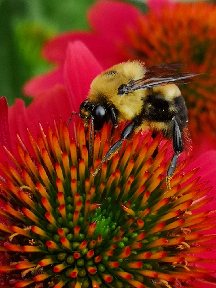 Bumblebee visiting coneflower (Echinacea 'Cheyenne Spirit').
