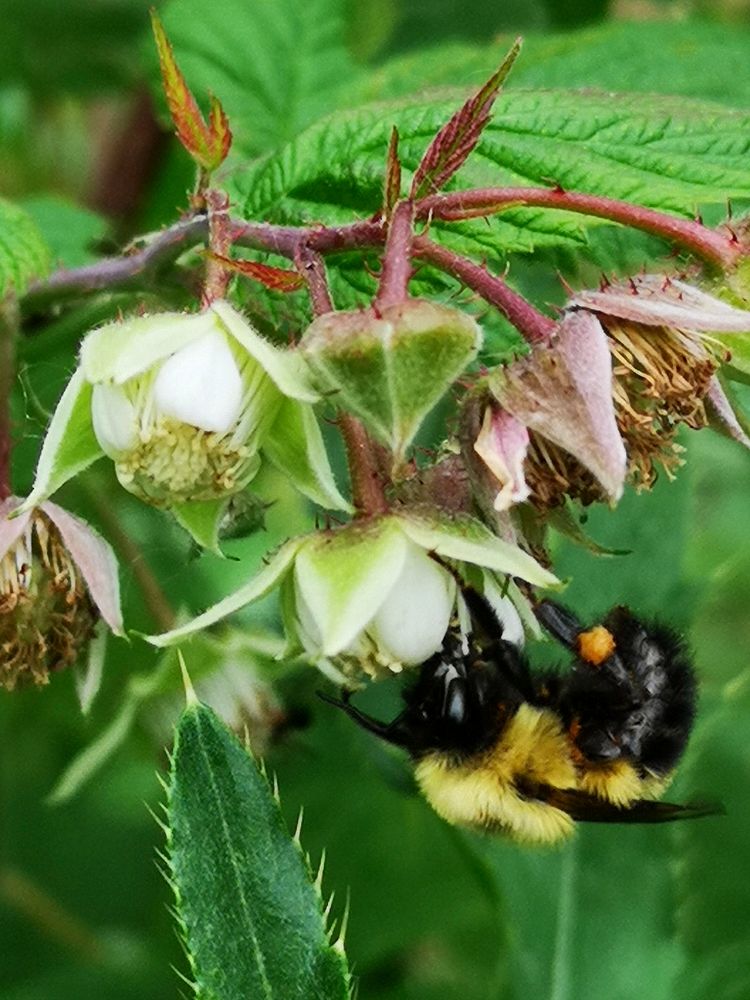 Bees pollinating raspberries