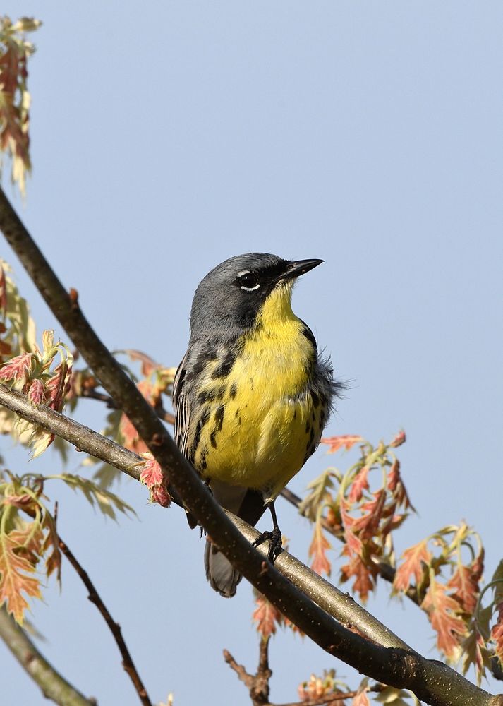 Kirtland's Warbler in MichiganPhoto by Jim Hudgins/USFWS. Original public domain image from Flickr