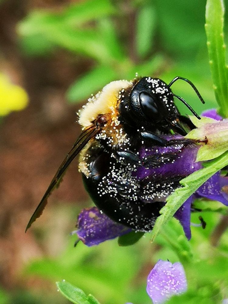 Carpenter bee Xylocopa virginica covered with pollen nectar robbing flowers of dragonhead Dracocephalum moldavica