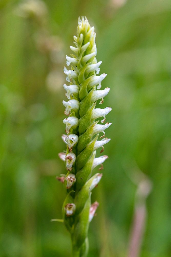 Hooded lady's tresses - Spiranthes romanzoffiana by Jacob W. Frank. Original public domain image from Flickr